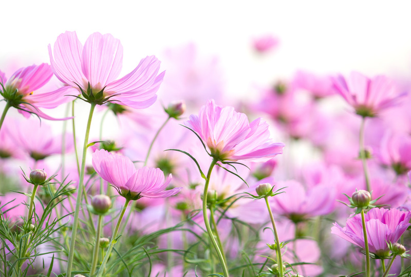 cosmos flowers bloom well in summer